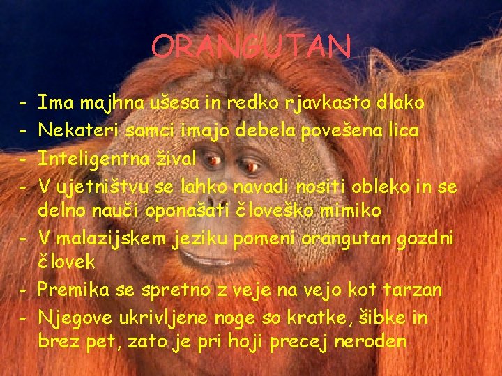 ORANGUTAN - Ima majhna ušesa in redko rjavkasto dlako Nekateri samci imajo debela povešena