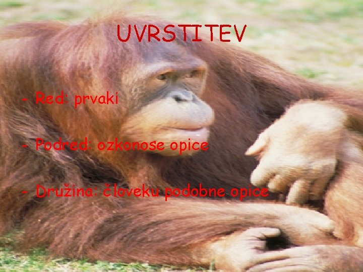 UVRSTITEV - Red: prvaki - Podred: ozkonose opice - Družina: človeku podobne opice 