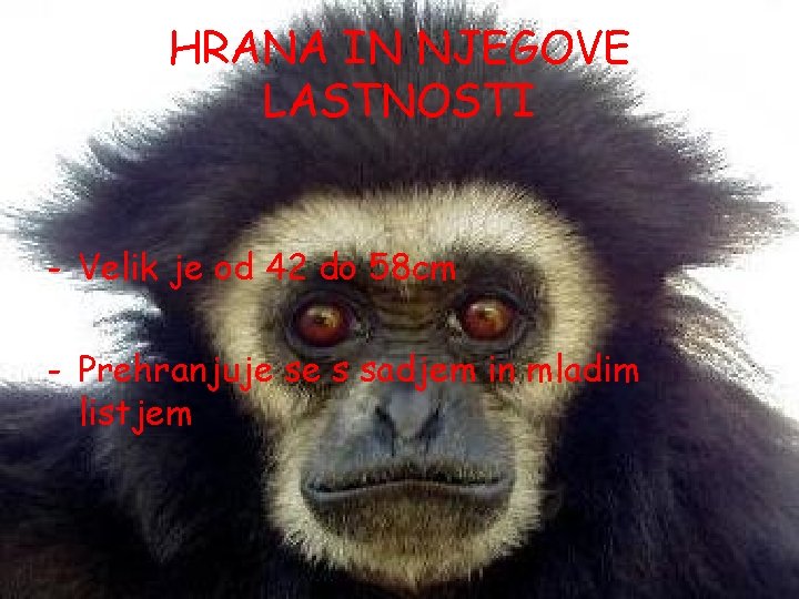 HRANA IN NJEGOVE LASTNOSTI - Velik je od 42 do 58 cm - Prehranjuje