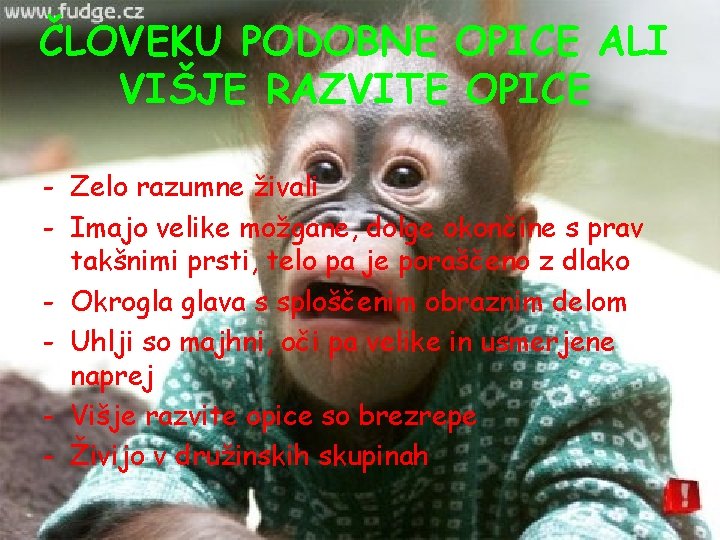 ČLOVEKU PODOBNE OPICE ALI VIŠJE RAZVITE OPICE - Zelo razumne živali - Imajo velike