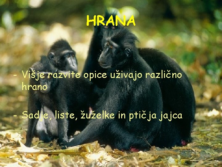 HRANA - Višje razvite opice uživajo različno hrano - Sadje, liste, žuželke in ptičja