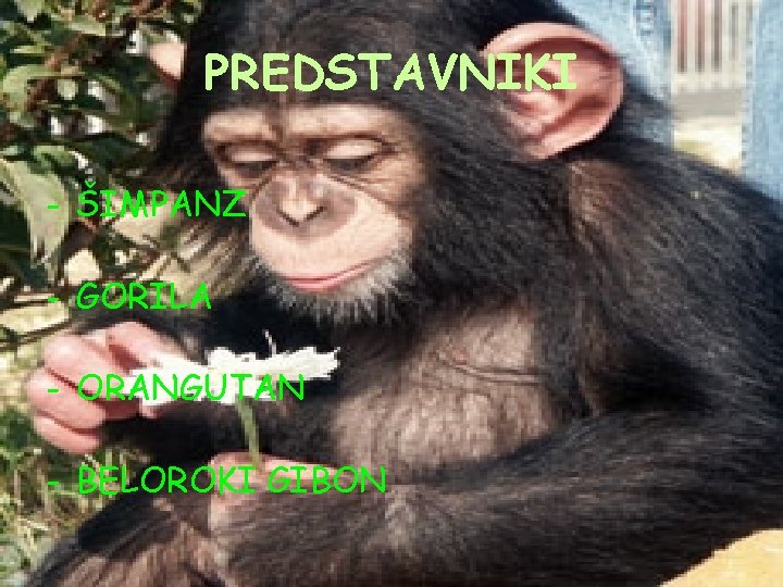 PREDSTAVNIKI - ŠIMPANZ - GORILA - ORANGUTAN - BELOROKI GIBON 