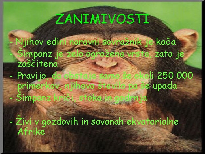 ZANIMIVOSTI - Njihov edini naravni sovražnik je kača - Šimpanz je zelo ogrožena vrsta,