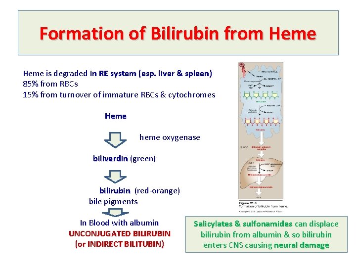 Formation of Bilirubin from Heme is degraded in RE system (esp. liver & spleen)