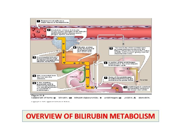 OVERVIEW OF BILIRUBIN METABOLISM 