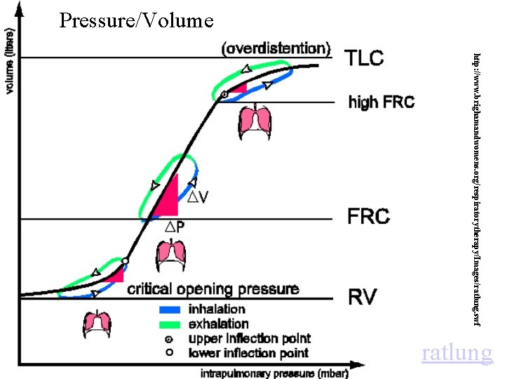 Pressure/Volume http: //www. brighamandwomens. org/respiratorytherapy/Images/ratlung. swf ratlung 