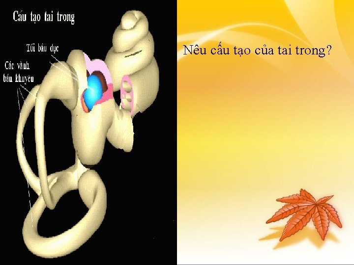 Nêu cấu tạo của tai trong? 