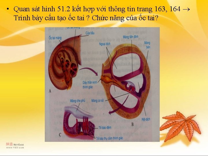  • Quan sát hình 51. 2 kết hợp với thông tin trang 163,