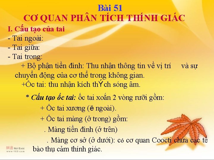 Bài 51 CƠ QUAN PH N TÍCH THÍNH GIÁC I. Cấu tạo của tai