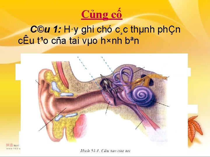 Củng cố C©u 1: H·y ghi chó c¸c thµnh phÇn cÊu t¹o cña tai