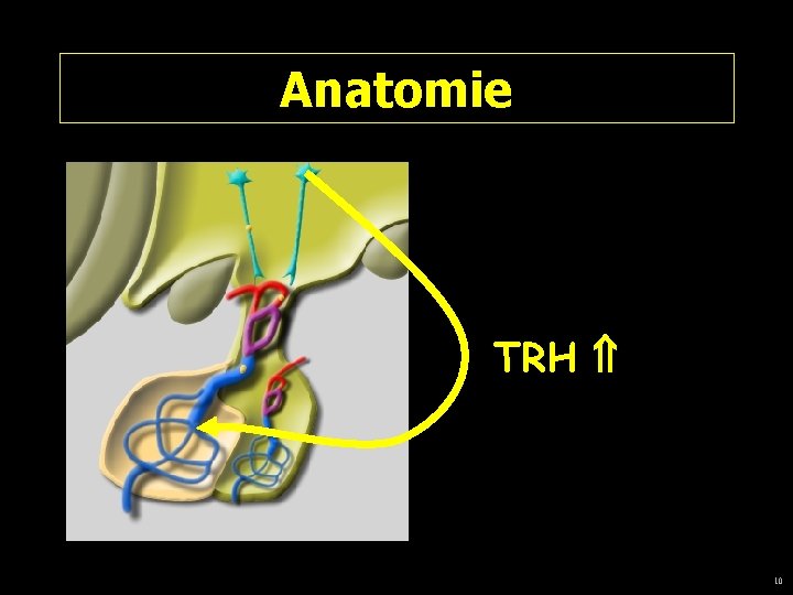 Anatomie TRH 10 