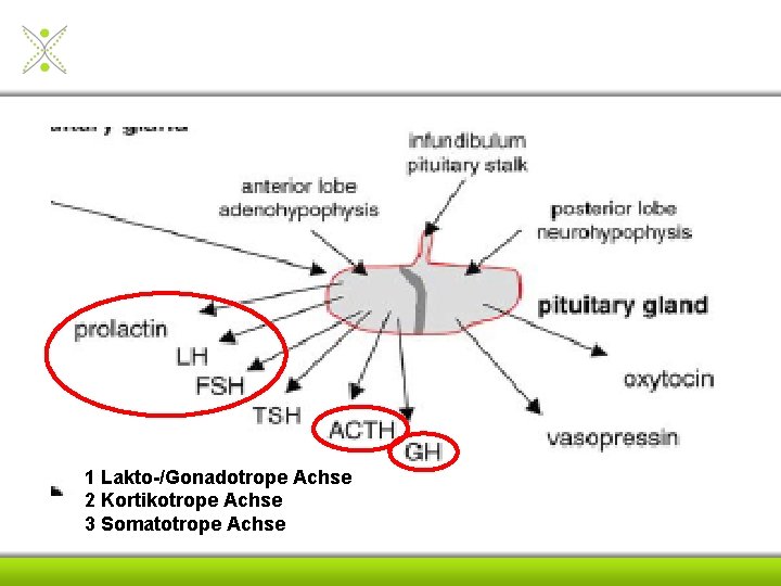 1 Lakto-/Gonadotrope Achse 2 Kortikotrope Achse 3 Somatotrope Achse 