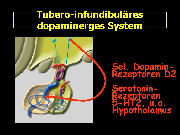 Tubero-infundibuläres dopaminerges System Sel. Dopamin. Rezeptoren D 2 Serotonin. Rezeptoren 5 -HT 2, u.