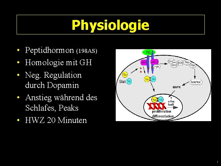 Physiologie • Peptidhormon (198 AS) • Homologie mit GH • Neg. Regulation durch Dopamin