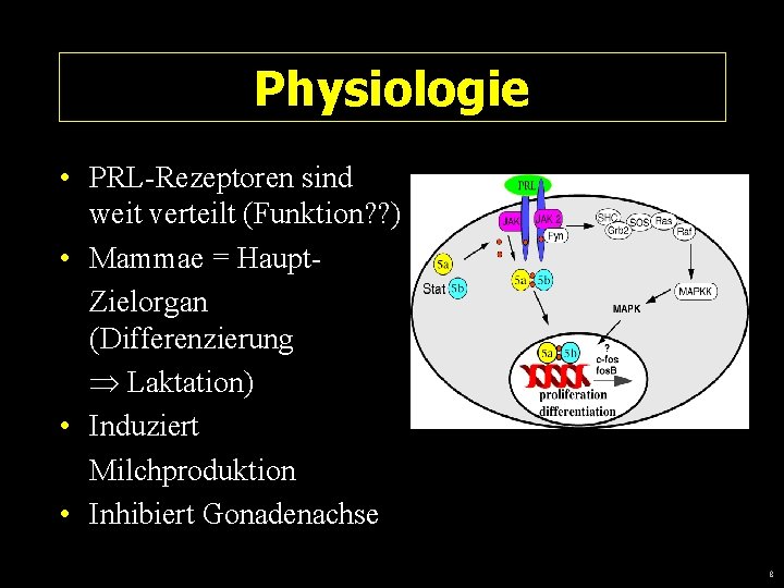 Physiologie • PRL-Rezeptoren sind weit verteilt (Funktion? ? ) • Mammae = Haupt. Zielorgan