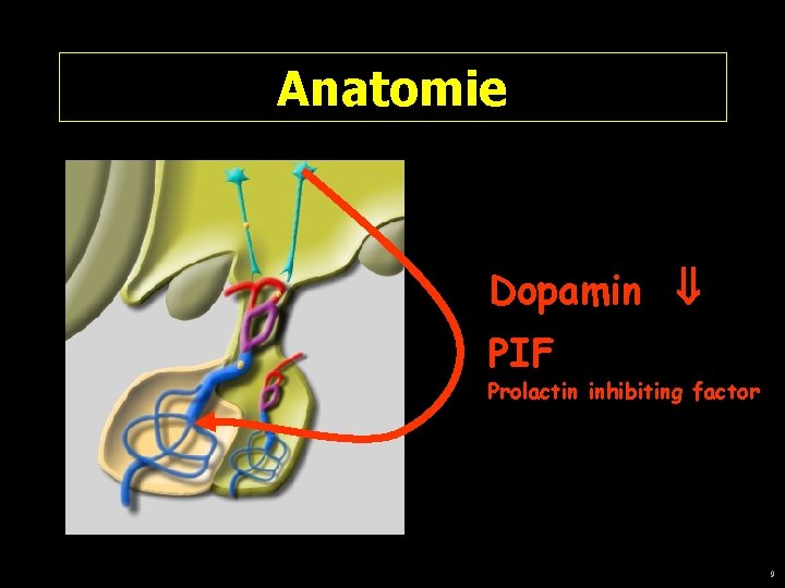 Anatomie Dopamin PIF Prolactin inhibiting factor 9 