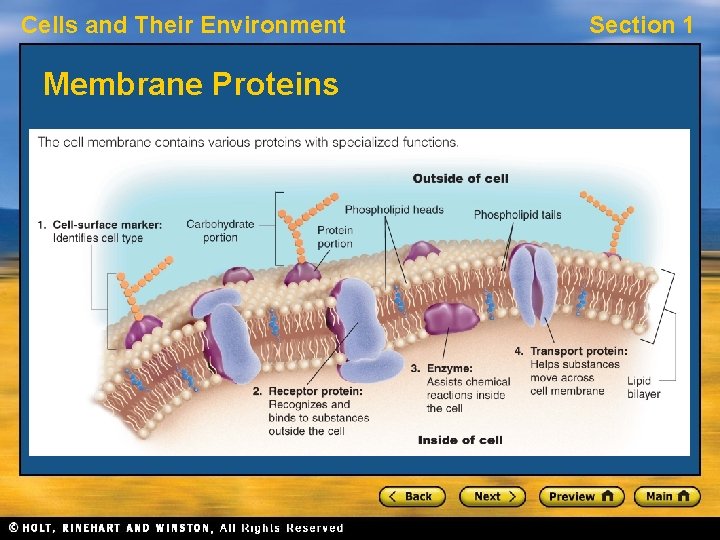 Cells and Their Environment Membrane Proteins Section 1 