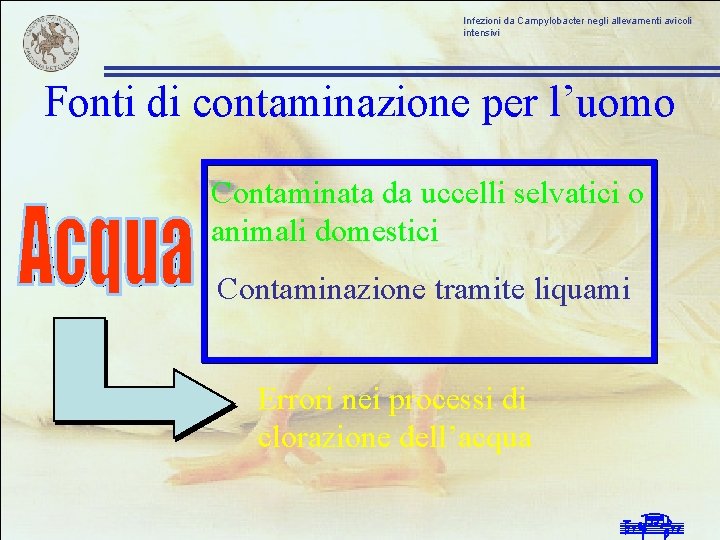 Infezioni da Campylobacter negli allevamenti avicoli intensivi Fonti di contaminazione per l’uomo Contaminata da