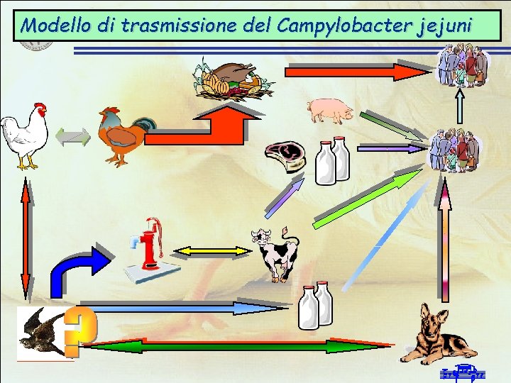 Modello di trasmissione del Campylobacter jejuni Infezioni da Campylobacter negli allevamenti avicoli intensivi 