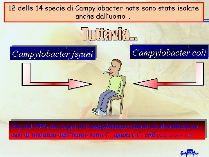 Infezioni da Campylobacter negli allevamenti avicoli 12 delle 14 specie di Campylobacter note sono