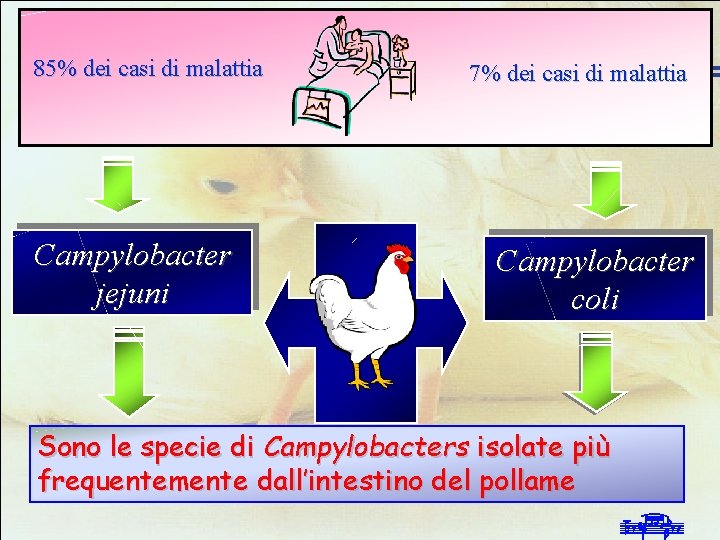 Infezioni da Campylobacter negli allevamenti avicoli intensivi 85% dei casi di malattia Campylobacter jejuni