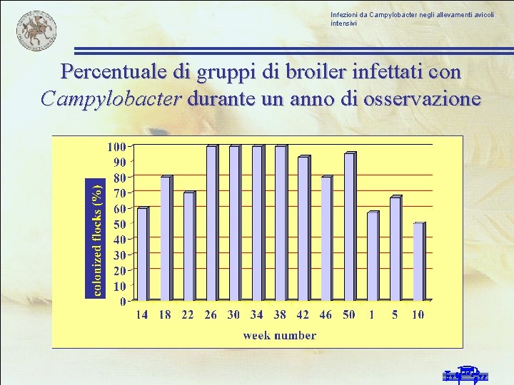 Infezioni da Campylobacter negli allevamenti avicoli intensivi Percentuale di gruppi di broiler infettati con