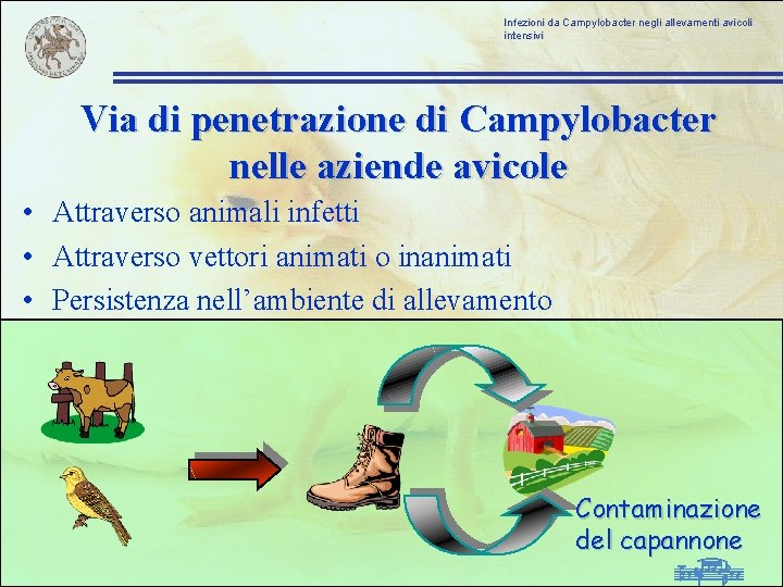 Infezioni da Campylobacter negli allevamenti avicoli intensivi Via di penetrazione di Campylobacter nelle aziende