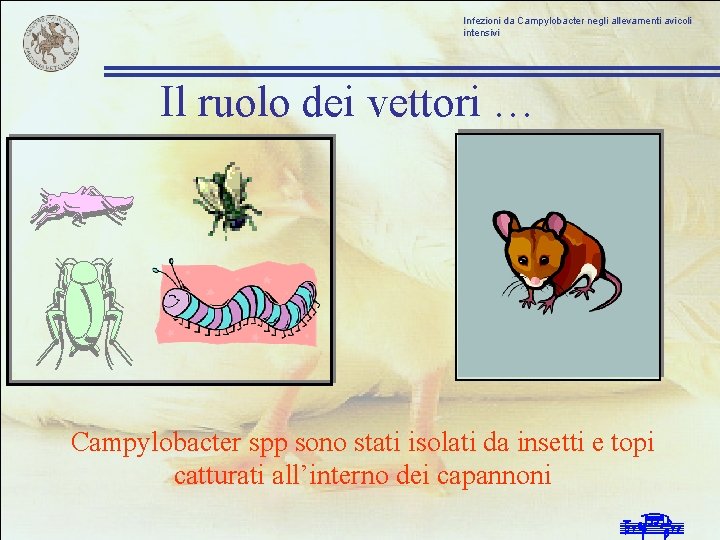 Infezioni da Campylobacter negli allevamenti avicoli intensivi Il ruolo dei vettori … Campylobacter spp