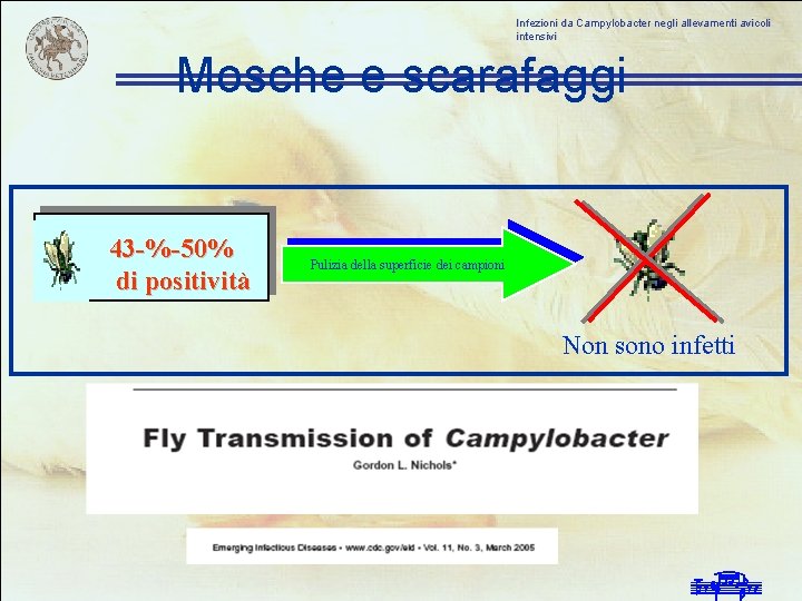 Infezioni da Campylobacter negli allevamenti avicoli intensivi Mosche e scarafaggi 43 -%-50% di positività