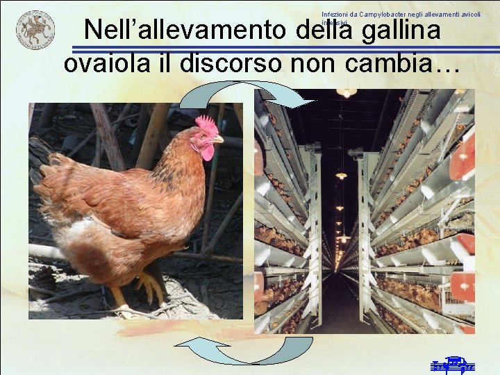 Infezioni da Campylobacter negli allevamenti avicoli intensivi Nell’allevamento della gallina ovaiola il discorso non