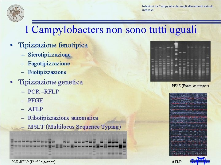 Infezioni da Campylobacter negli allevamenti avicoli intensivi I Campylobacters non sono tutti uguali •