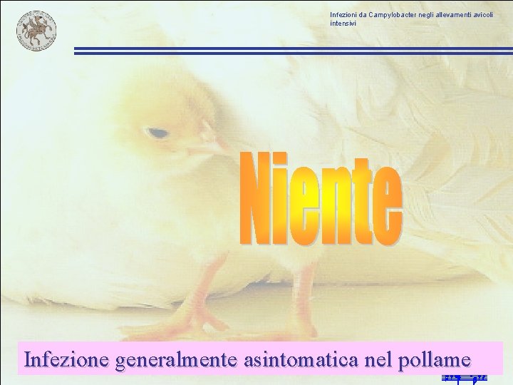 Infezioni da Campylobacter negli allevamenti avicoli intensivi Infezione generalmente asintomatica nel pollame 