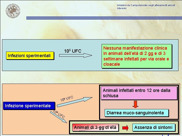 Infezioni da Campylobacter negli allevamenti avicoli intensivi 106 UFC Infezioni sperimentali FC 9 10
