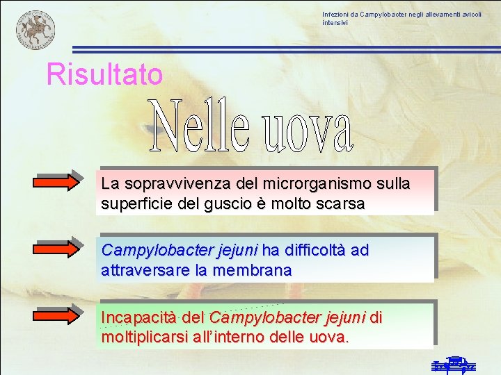 Infezioni da Campylobacter negli allevamenti avicoli intensivi Risultato La sopravvivenza del microrganismo sulla superficie