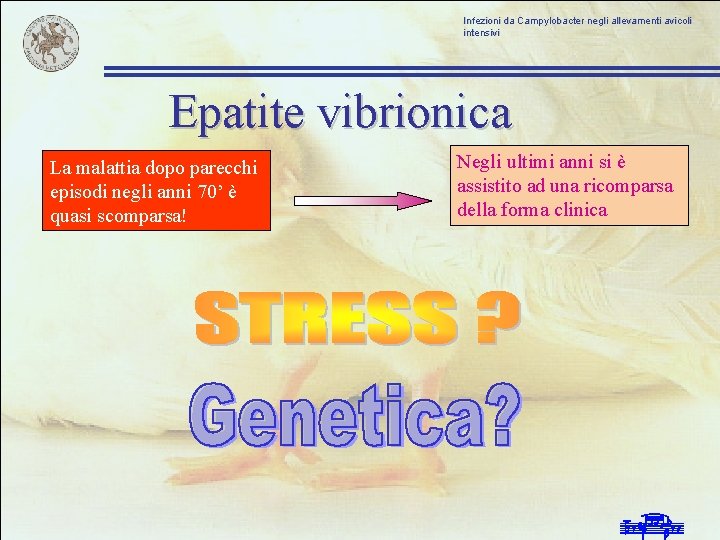 Infezioni da Campylobacter negli allevamenti avicoli intensivi Epatite vibrionica La malattia dopo parecchi episodi