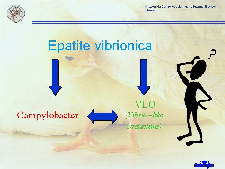 Infezioni da Campylobacter negli allevamenti avicoli intensivi Epatite vibrionica Campylobacter VLO (Vibrio –like Organisms)