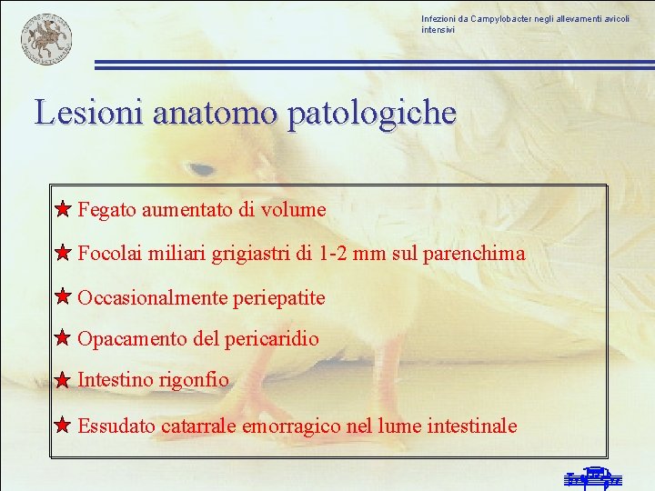 Infezioni da Campylobacter negli allevamenti avicoli intensivi Lesioni anatomo patologiche Fegato aumentato di volume