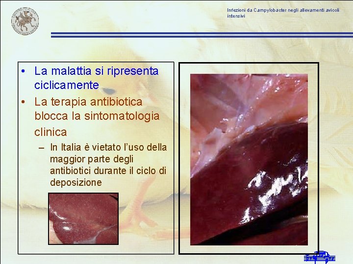 Infezioni da Campylobacter negli allevamenti avicoli intensivi • La malattia si ripresenta ciclicamente •