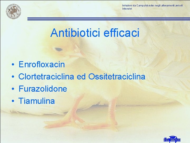 Infezioni da Campylobacter negli allevamenti avicoli intensivi Antibiotici efficaci • • Enrofloxacin Clortetraciclina ed