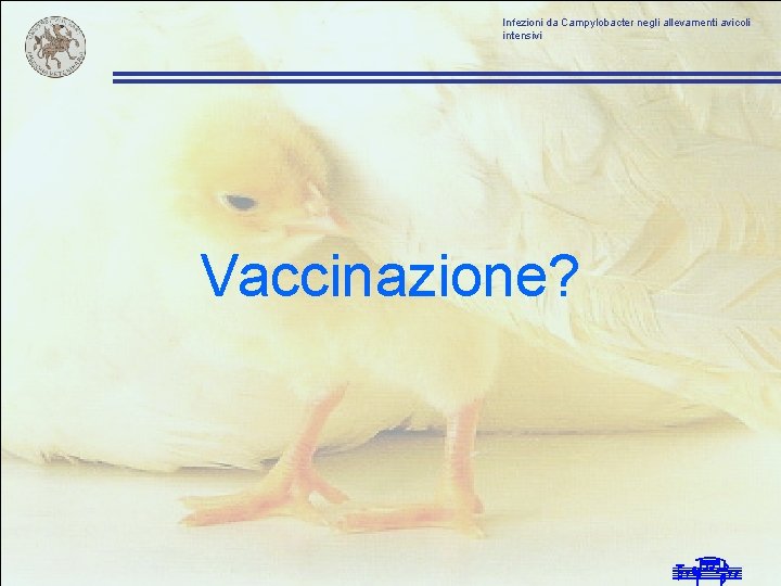 Infezioni da Campylobacter negli allevamenti avicoli intensivi Vaccinazione? 