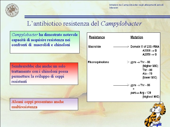 Infezioni da Campylobacter negli allevamenti avicoli intensivi L’antibiotico resistenza del Campylobacter ha dimostrato notevole