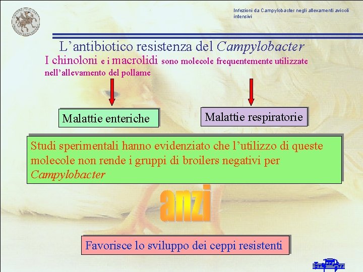 Infezioni da Campylobacter negli allevamenti avicoli intensivi L’antibiotico resistenza del Campylobacter I chinoloni e