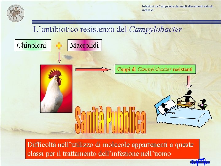 Infezioni da Campylobacter negli allevamenti avicoli intensivi L’antibiotico resistenza del Campylobacter Chinoloni Macrolidi Ceppi