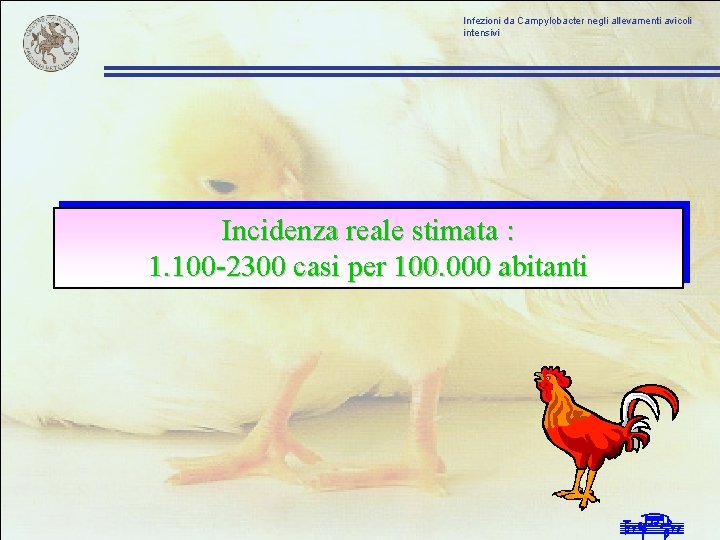 Infezioni da Campylobacter negli allevamenti avicoli intensivi Incidenza reale stimata : 1. 100 -2300