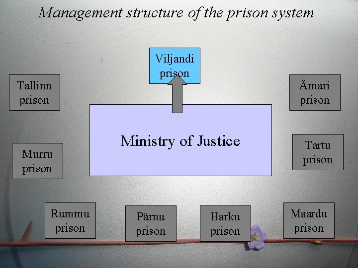 Management structure of the prison system Tallinn prison Murru prison Rummu prison Viljandi prison