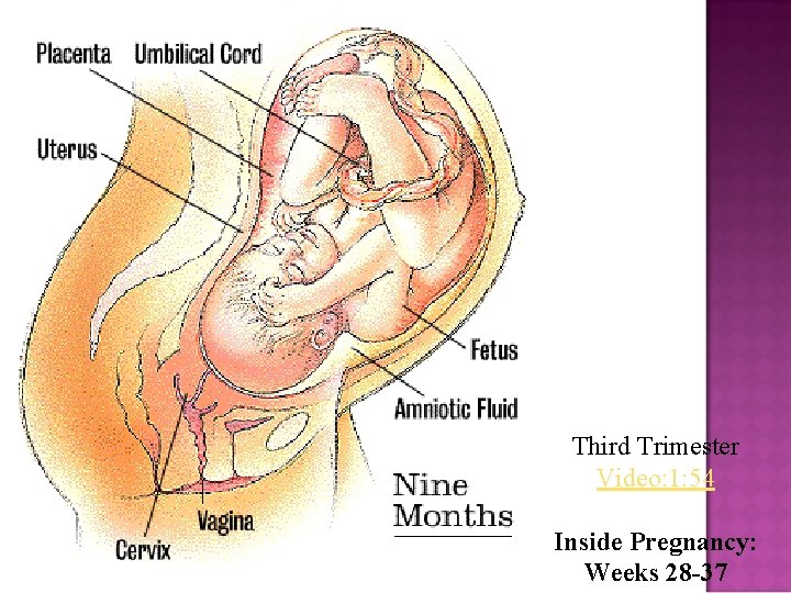 Third Trimester Video: 1: 54 Inside Pregnancy: Weeks 28 -37 