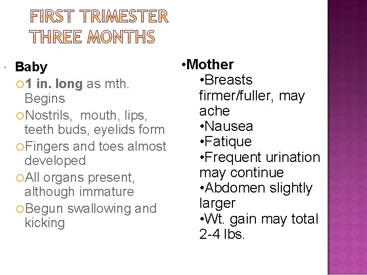  Baby 1 in. long as mth. Begins Nostrils, mouth, lips, teeth buds, eyelids