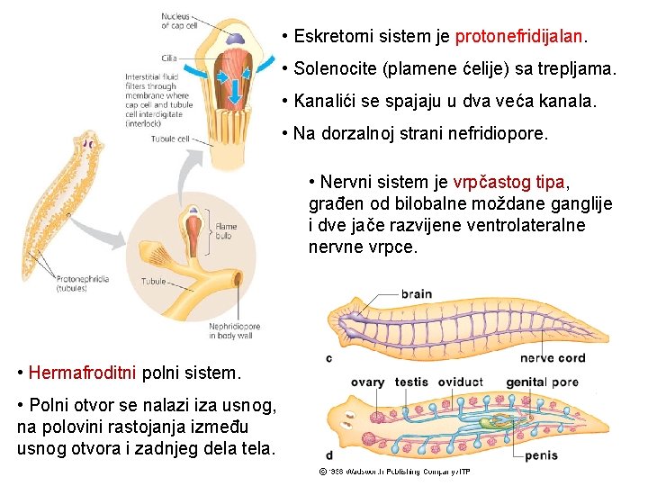  • Eskretorni sistem je protonefridijalan. • Solenocite (plamene ćelije) sa trepljama. • Kanalići