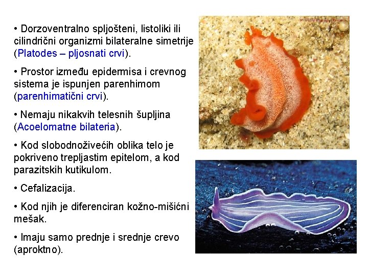  • Dorzoventralno spljošteni, listoliki ili cilindrični organizmi bilateralne simetrije (Platodes – pljosnati crvi).
