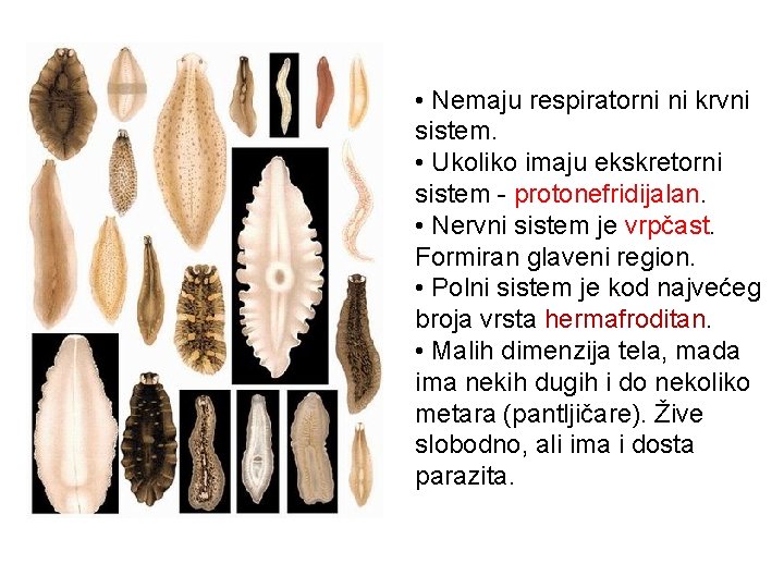  • Nemaju respiratorni ni krvni sistem. • Ukoliko imaju ekskretorni sistem - protonefridijalan.